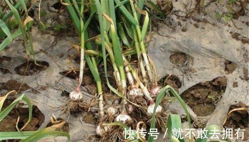 男性|前列腺的“守护者”, 坚持吃, 消炎灭菌, 帮你找回男人自信