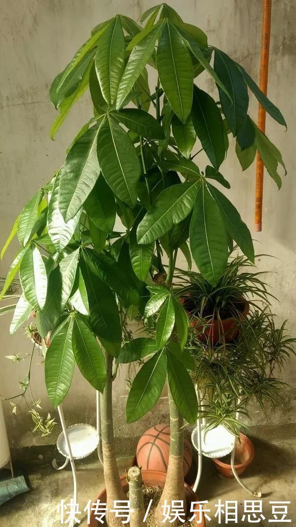 浇水|6种花,夏天一定要管住手,水一多就浇死,很多人不知道