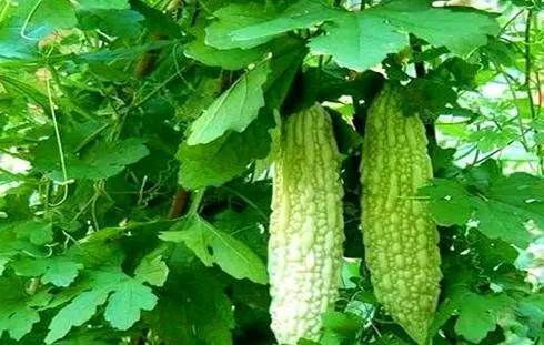 苦瓜|女性到了中年,坚持吃的食物,刮油消脂,润肤养颜,好处多多