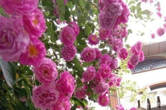 新手养花就养这3种,既便宜又好养,施点肥浇点水轻松爆满盆