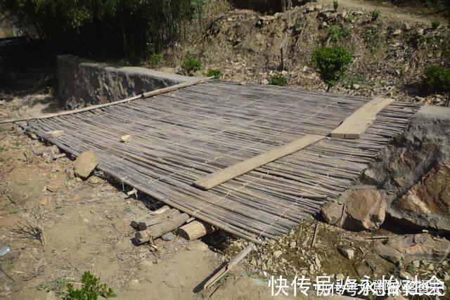 黄杨树#山村大叔耗时12年培养宝塔树,有人出价5万,大叔:开玩笑哩吧