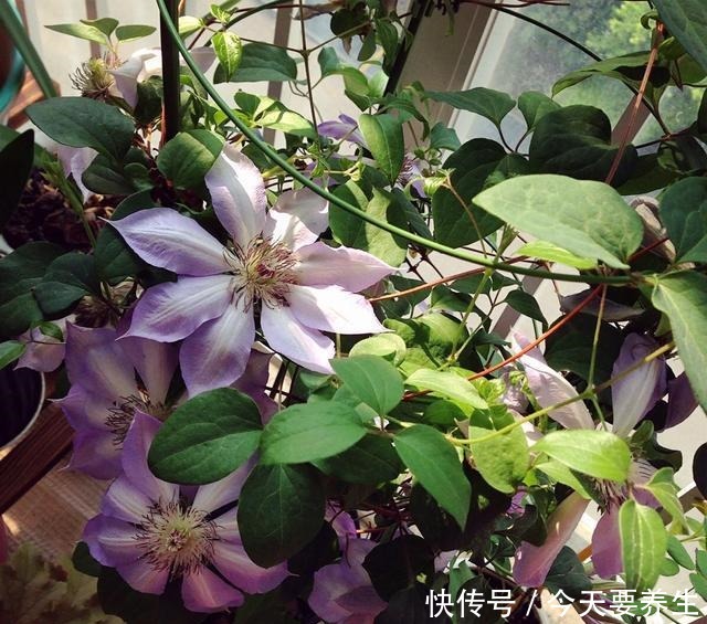 4种花“最好养”,种一棵长一片,密密麻麻都是花!