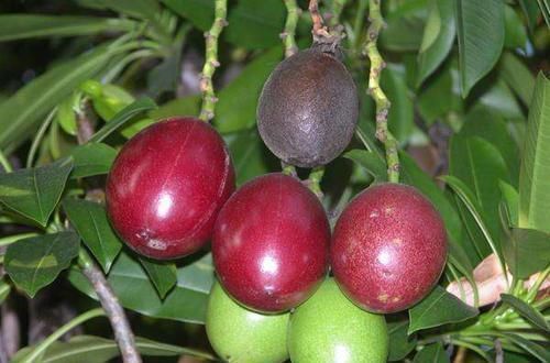 这种不起眼的果树,毒性超乎你的想象,10年间已致死500余人