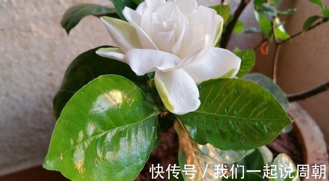 碰碰香|适合养在客厅的“4类花”,越养家里越“干净”,又美又健康