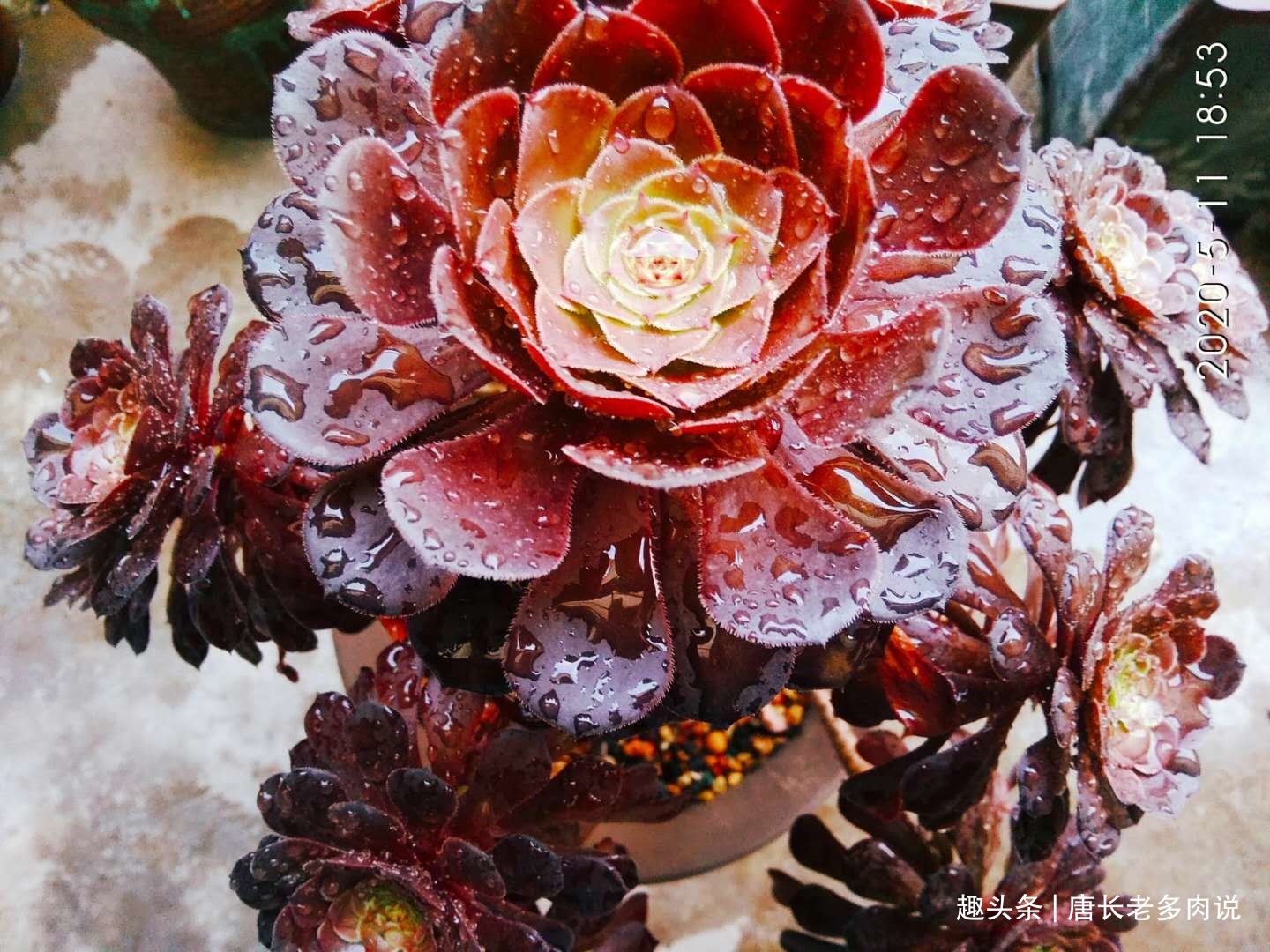 法师多肉一碰就掉叶子两种原因和对应的处理方法，看看就学会了