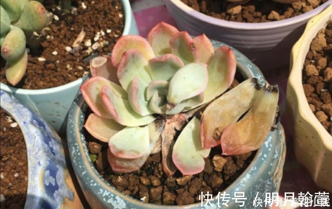 夏天多肉烂根？主要由三大原因造成，及时调整养护方法