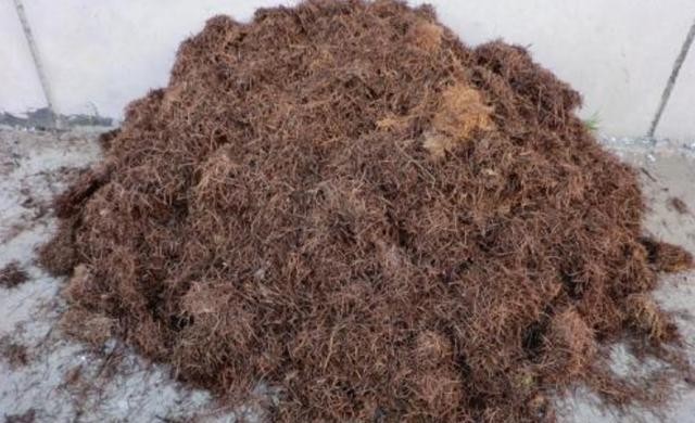 开花|盆栽花都怕“碱性”,养花学会2个技巧,土壤呈酸性,叶绿开花多