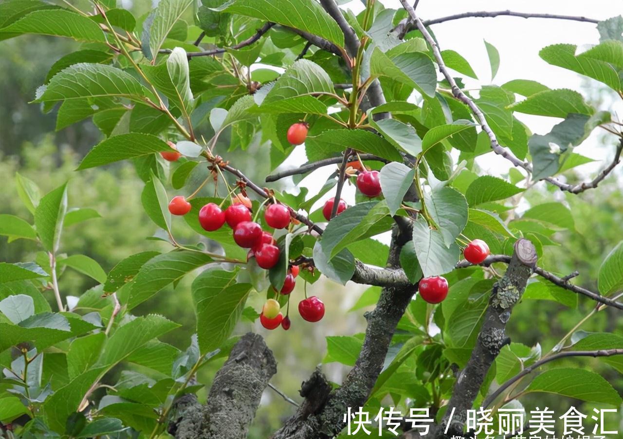 6种盆栽能结出满树红果果,挂果时间也长,养在室内凸显居家品味