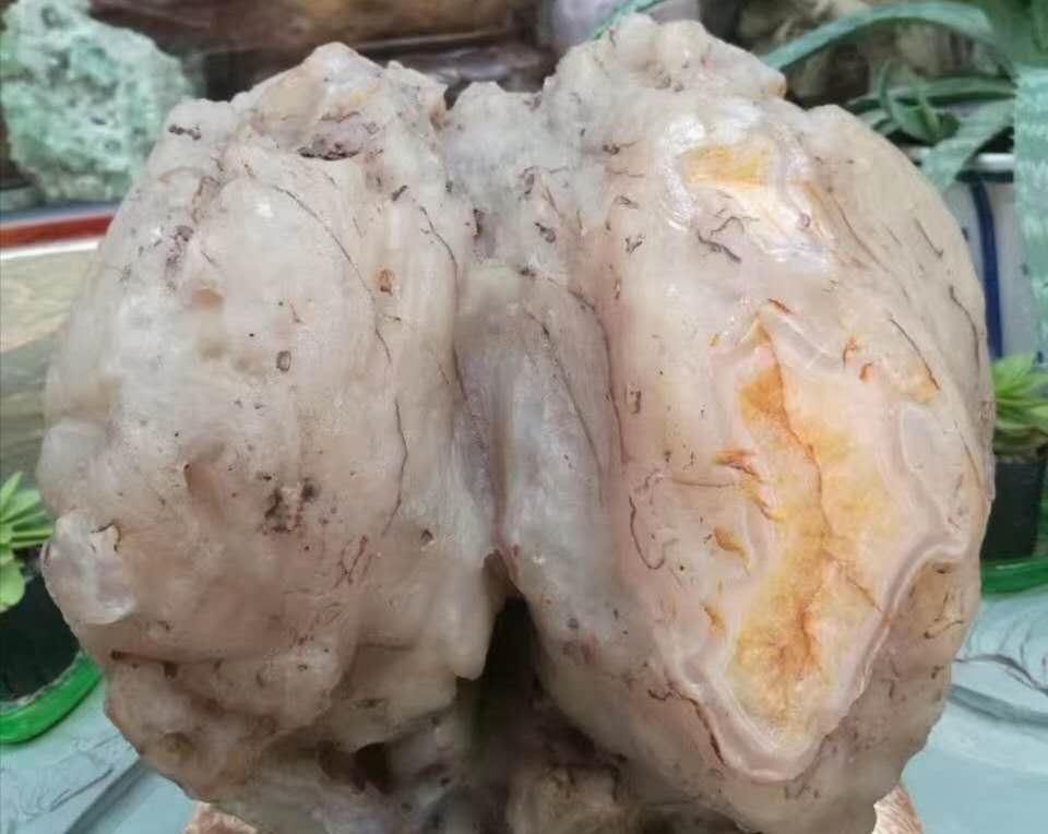 行云石居|一块像凤凰的树化玉,有个老板愿出五万购买