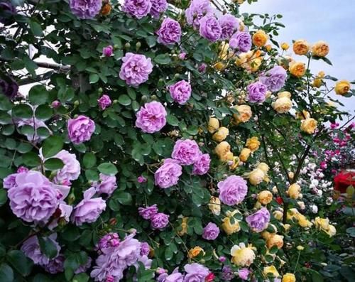 月季的品种那么多，哪些开花艳丽？4个品种算是“佼佼者”