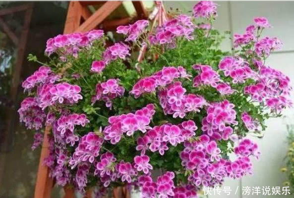 天竺葵|“5种”可吊起来养的花，好养易爆盆，开成大花球，开出100朵美翻
