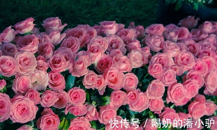 人大气|腊月二十三以后,事业发展春风得意,前途无量的生肖