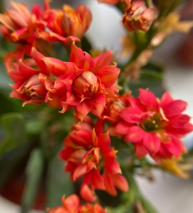 品种|75个长寿花品种,一个比一个美,一起来认识一下吧!