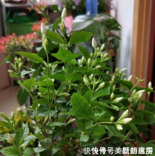 磷钾肥料|茉莉花养护“小诀窍”,小苗变大树,枝叶繁茂开花多,就差这几步