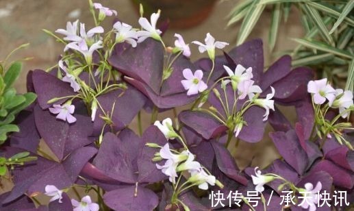 阳台上|养花试试此4种花,家里养一盆,漂亮干净,简单打理就爆盆