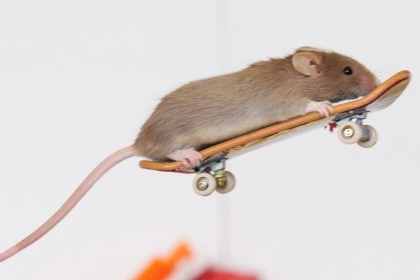 本命鼠|属鼠人的未来30年尤其是72年的“本命鼠”，年纪大了指望谁