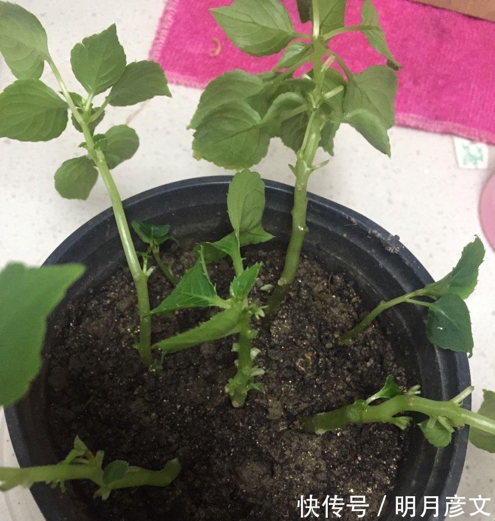 技巧|一种自带仙气的花,能扦插很好养,几点技巧让它长势好更多花