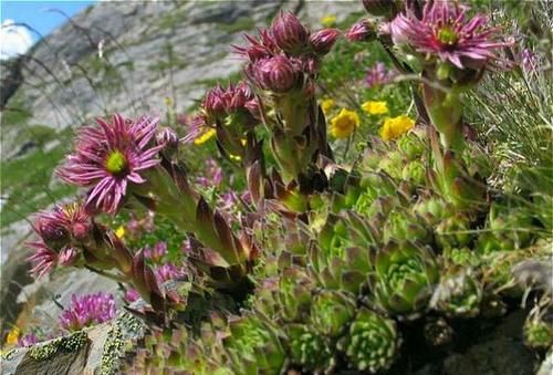 1种多肉，用生命开花，1个莲座一生只开一次花，开完就会死