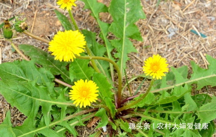 妇科炎症|女性月经走后，用此物泡水喝，排子宫污血，预防妇科炎症，补气血