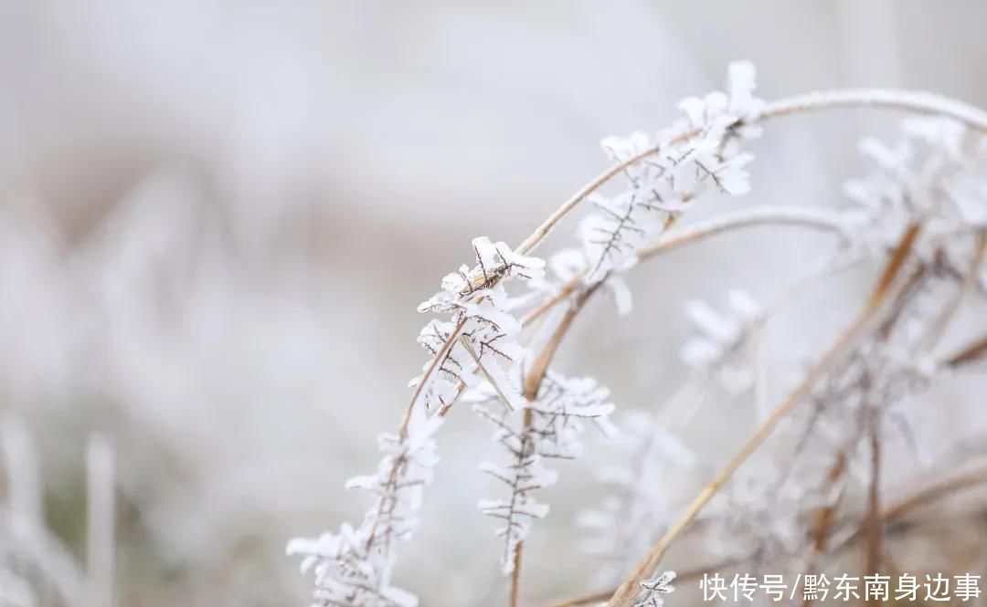 草场|太美了！ 台江红阳万亩草场出现雾凇景观