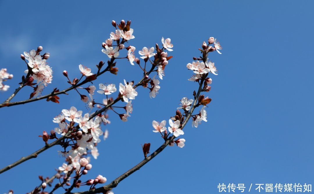 老年|春暖花开，踏青赏花正当时