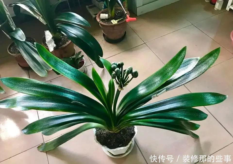 为什么你养的君子兰始终不开花?问题出在浇水上,四种水轻松化解