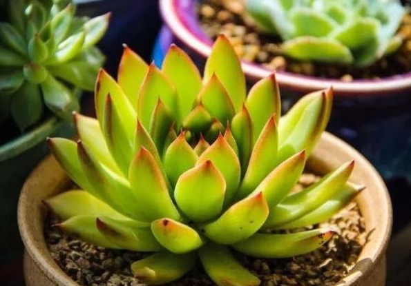 不试一试，你永远都无法想象多肉可以变得多么美！