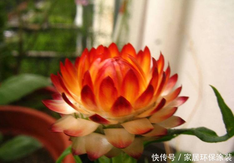 阳台必养的花卉,净化空气的能力超强,特别的养人