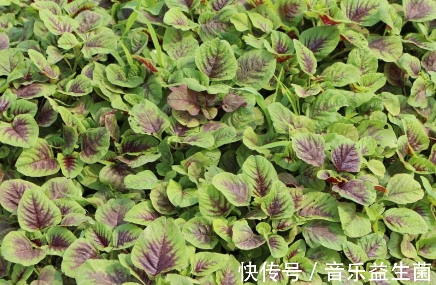 根部|這種野菜一身都是寶，農民總是吃葉子，卻不知根的價值才最高！