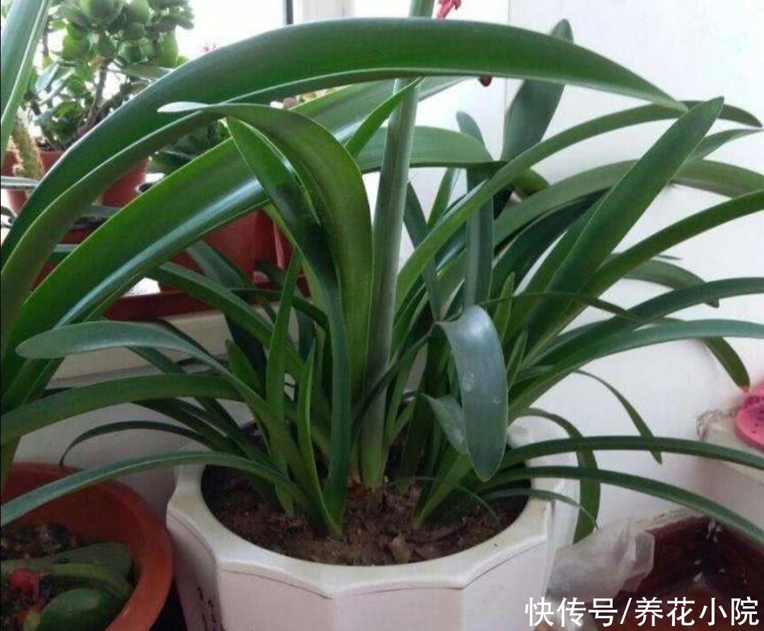 光合作用|夏天朱顶红这么养，种球长得硕大饱满，花期才能开花更大更鲜艳