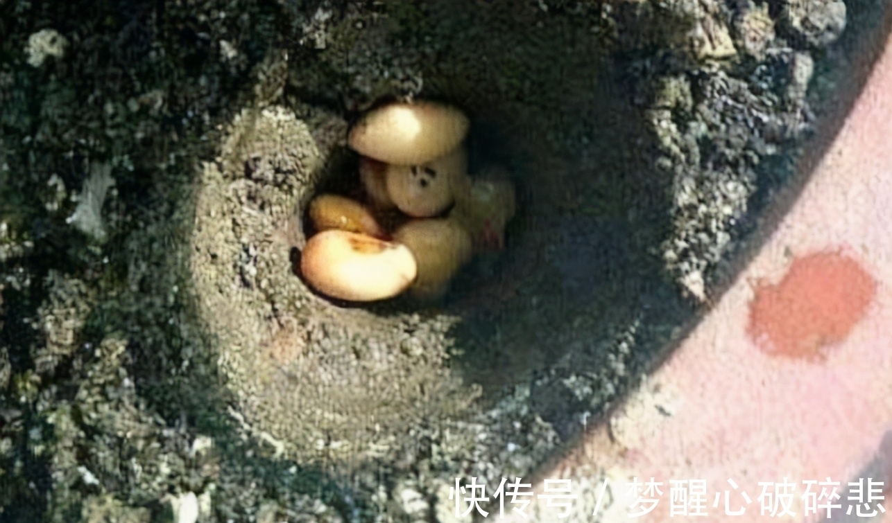 养花小窍门:喂点这2样“营养品”,植物个个根壮叶绿