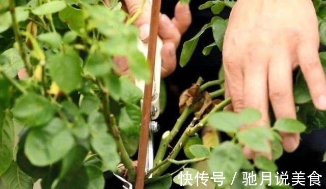 立冬养花要“狠心”，这四种花齐唰唰剪一刀，帮助冬眠，安全越冬