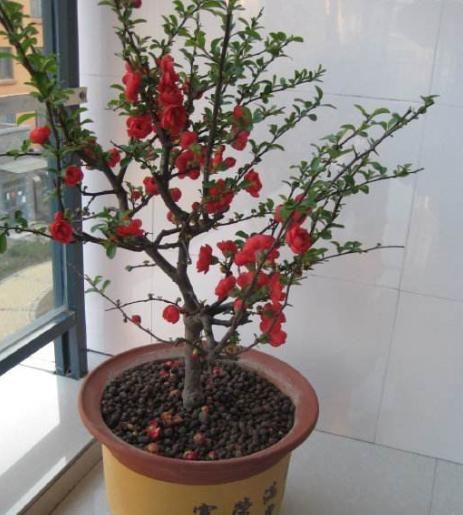 若想“海棠花”枝叶狂长、开花几十朵,有“几个套路”务必要牢记