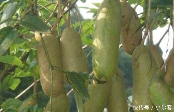 果王|桑葚韭菜靠边站,它才是“保健果王”!养颜补肾气,腰力更持久