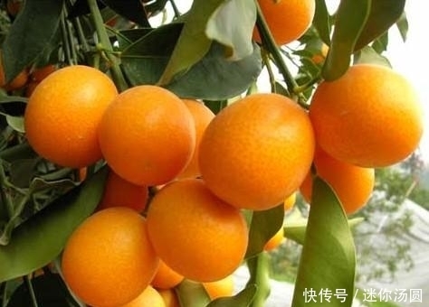 禁忌|冬季,吃金桔有3大禁忌,却有很多人不清楚第三个,别犯错误了