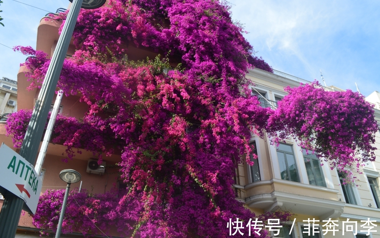 家里养三角梅,新手总会犯的3个错误,难怪开不了花!