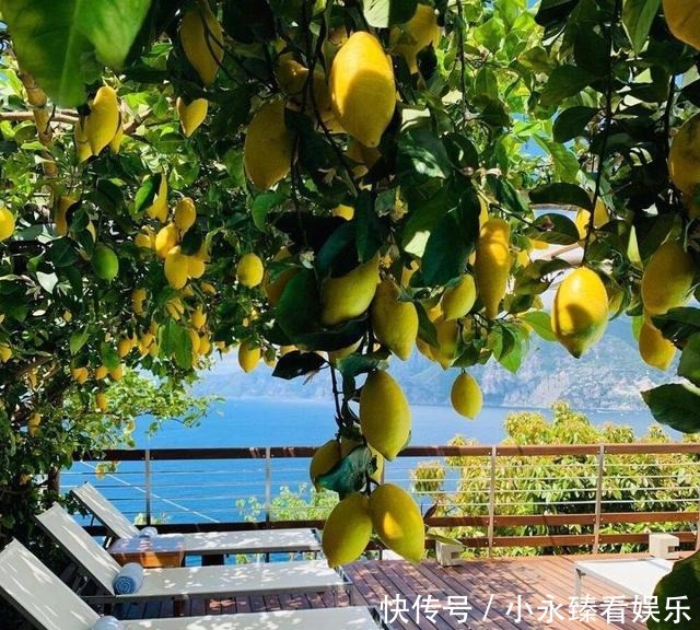 空地别闲着了!这几种树再穷也要栽一棵,果子比蜜甜,好养活
