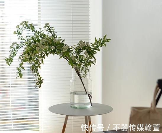 绿色植被|美学家居:用“绿植”装点房间,究竟有多雅致?