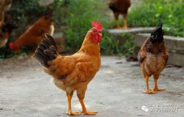 发展做出|民间常说“鸡是千日虫,再养就会穷”,究竟什么意思