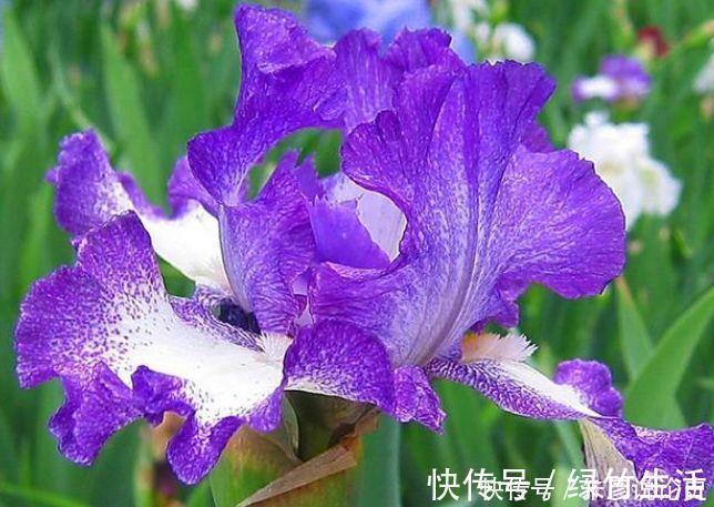 养花试试此几款,花量超大的,天气越热,开花越美