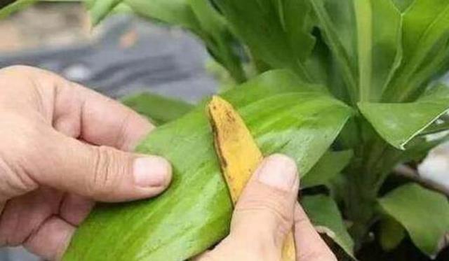 花叶子太脏了,哪哪都是灰,学会此招,养一屋子都不愁