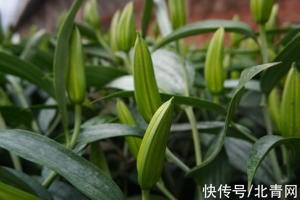 酸菜|菜香·花香·药香——辽宁山村飘出来的“香香味道”