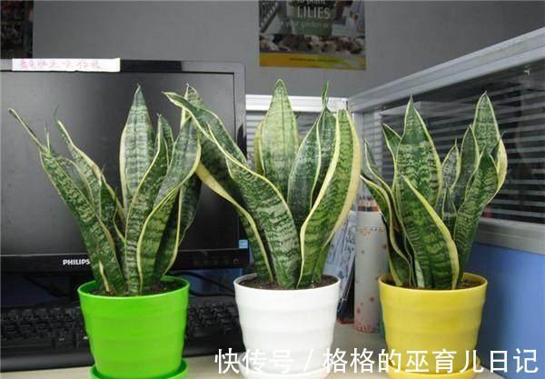 分享几个小窍门,让家里的绿植长得枝繁叶茂,净化空气效果更好