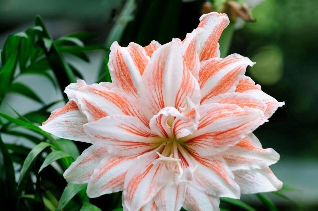 养这7种花,预算够就买好的,预算不够干脆别买