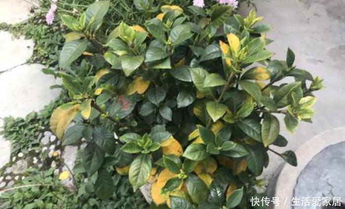 叶片就会大面积|栀子花黄叶有3种,养护做“充足”,叶片四季常绿,根壮年年开花