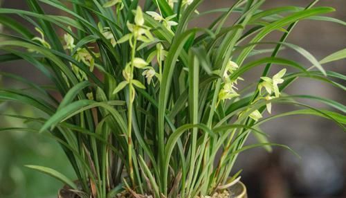阿司匹林|兰花长势比较弱,试试几个小技巧,保准一片生机!