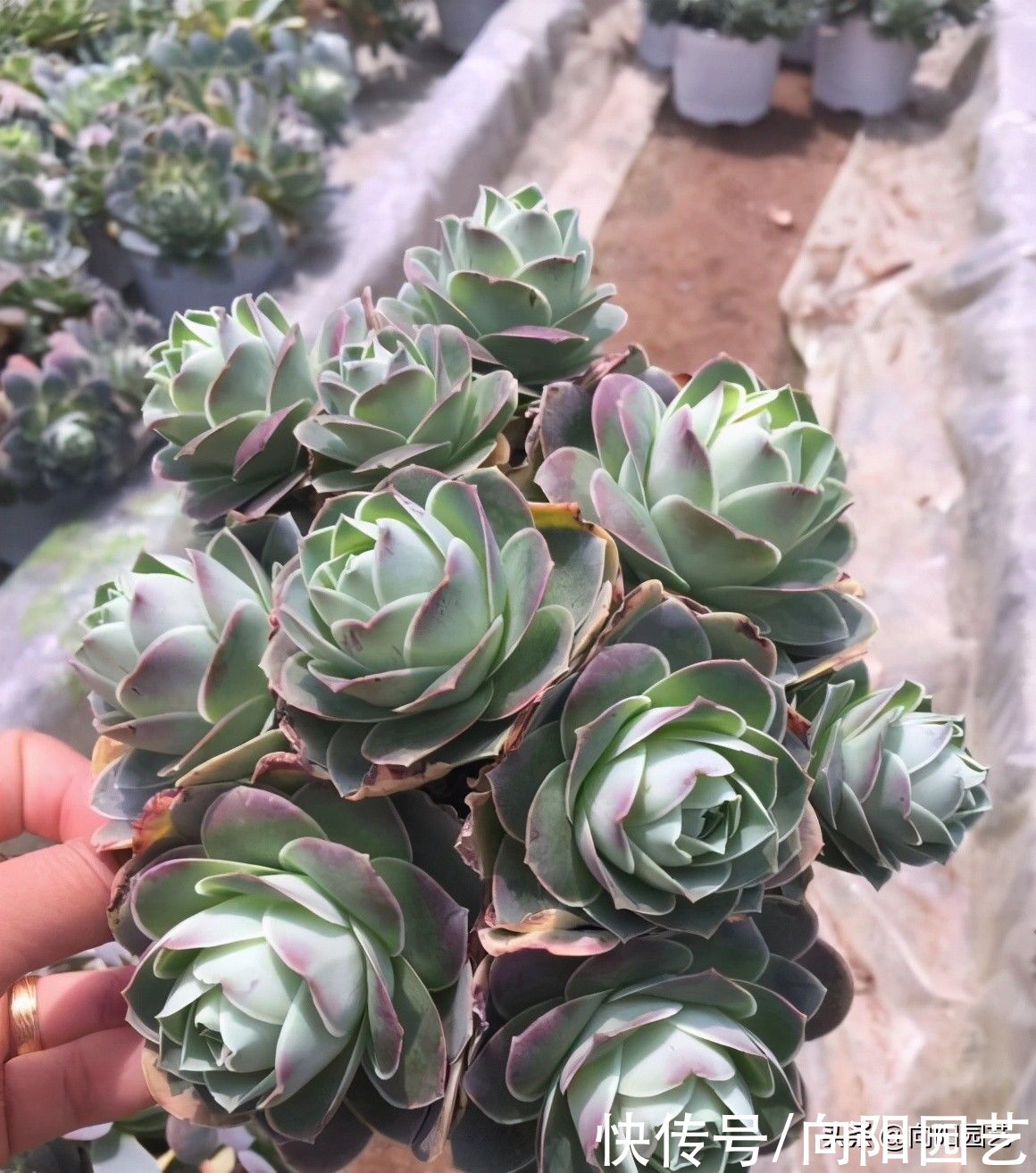 多肉“酒杯玫瑰”，高温必须断水，花土里有水，指定黑腐掉