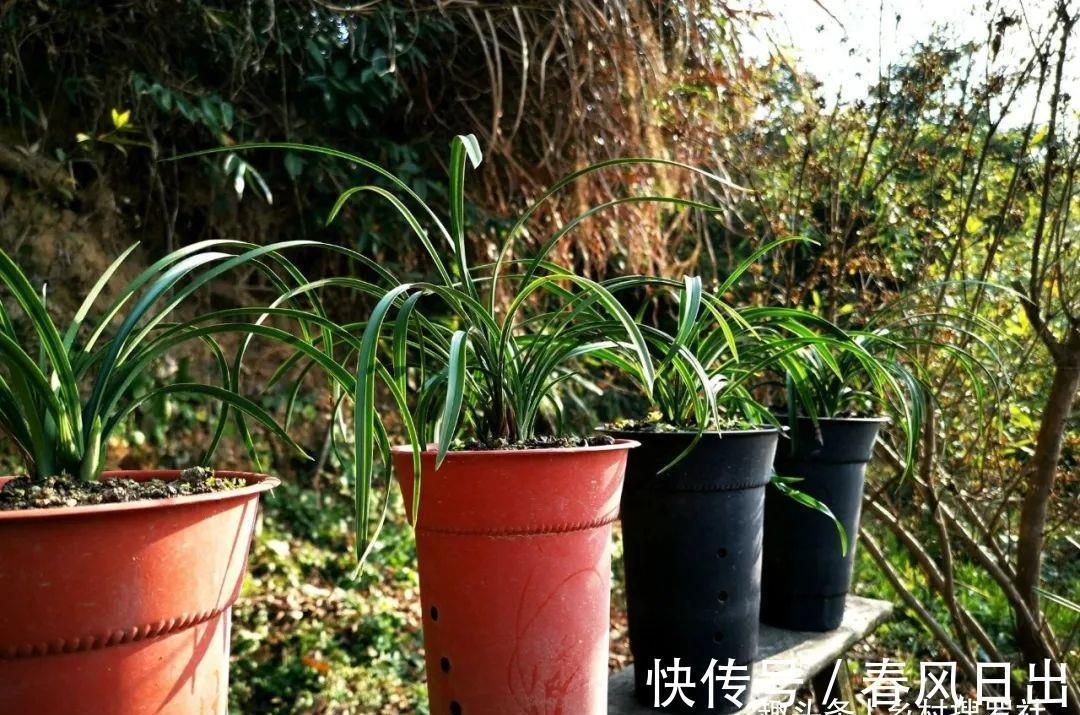 浇水|新手养兰花，别再这样浇水了!