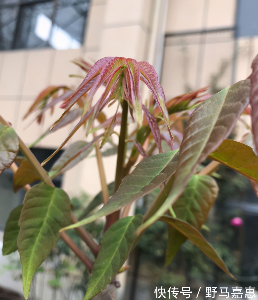 香椿|吃了半辈子香椿，却没见过这玩意，扔土里一种，半个月就长叶子