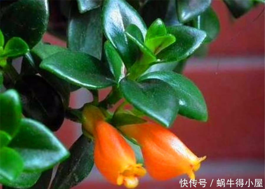 金鱼吊兰冬天开爆了,做好5个小细节,一年四季花开不断